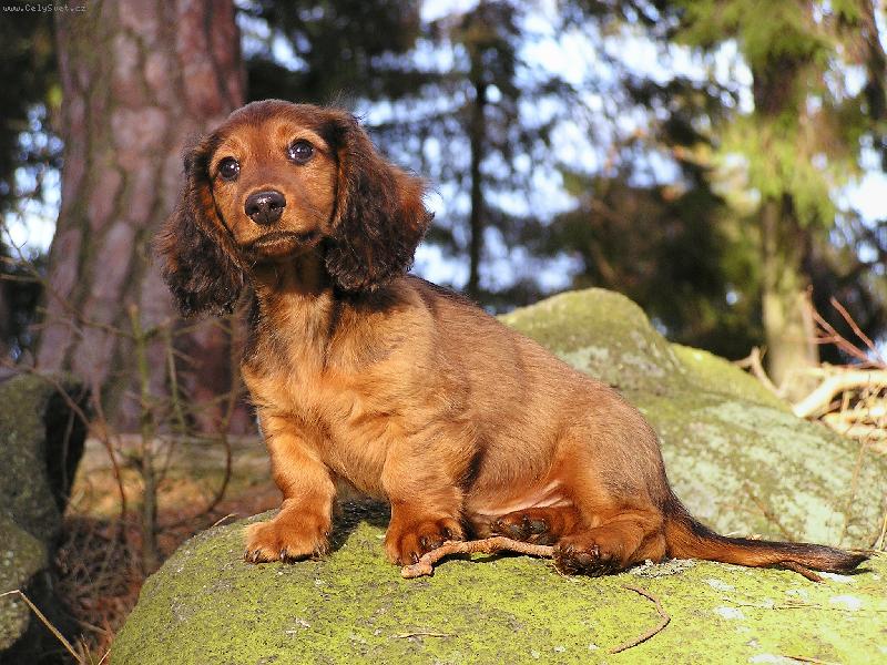 Foto: Áda-Zahleděný Áda