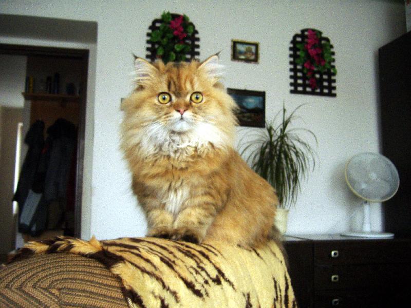 Foto: Jen tak se rozhlížím-Na křesle