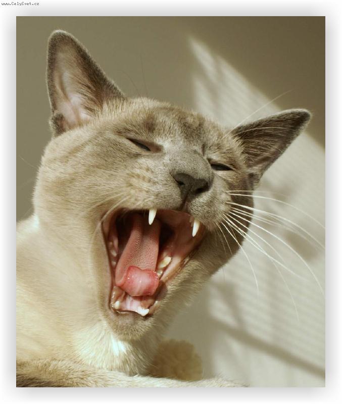 Foto: Uáááááá-Chilli