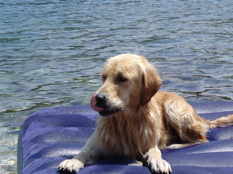 Foto: U moře je nejlíp.-Buddy