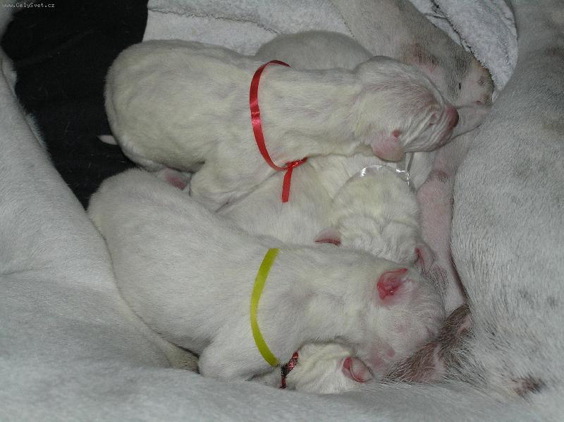 Foto: Novoroční novorozenci