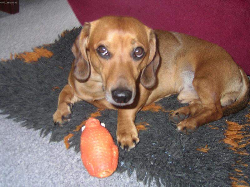 Foto: Pojd si hrat!-Ronecek