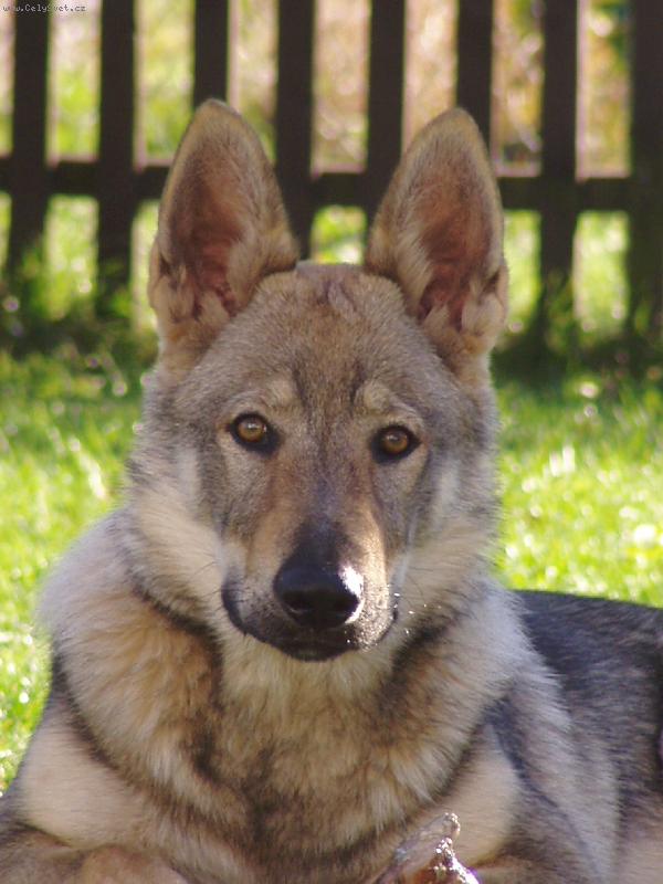 Foto: Baron z Hvozdecké kotliny