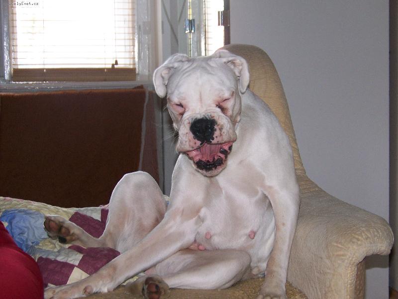 Foto: Když se boxer směje...