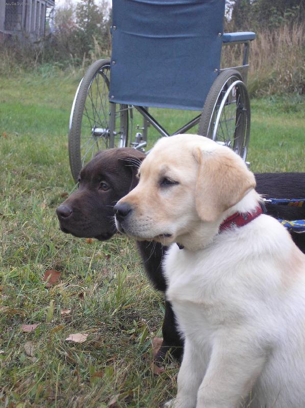 Foto: Genesis(Nessie) a Glen-příprava štěňat na canisterapii
