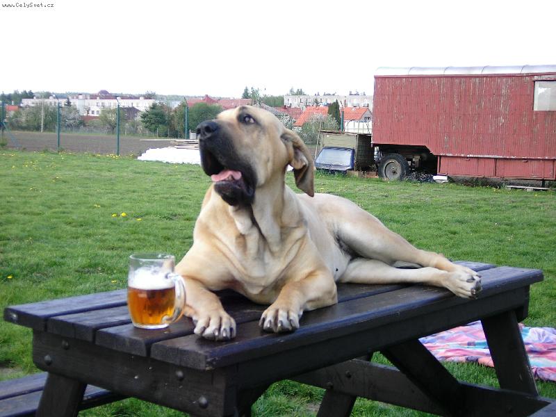 Foto: oblíbený relax naší fenky Cori