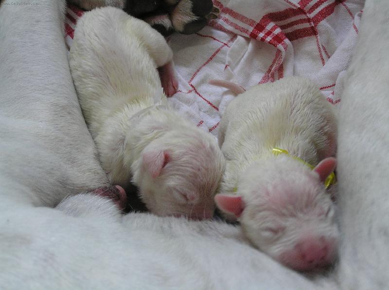 Foto: Novoroční štěněcí pankáči