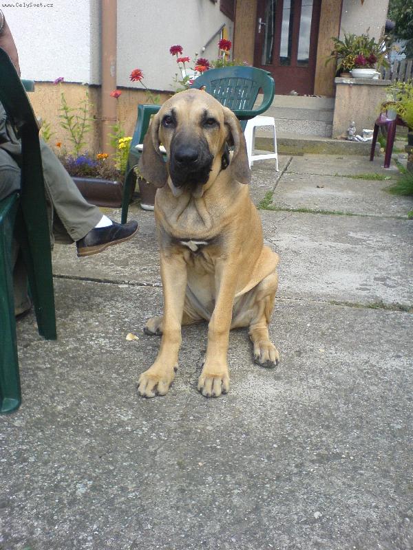 Foto: štěňátko...