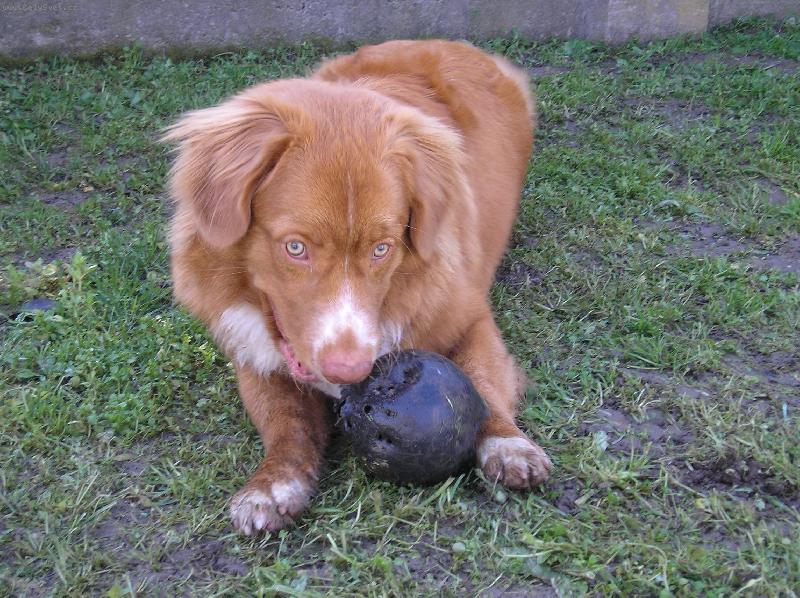 Foto: Moje hračka-Cooper si nejraději kousne do koule z dětského bowlingu:-)