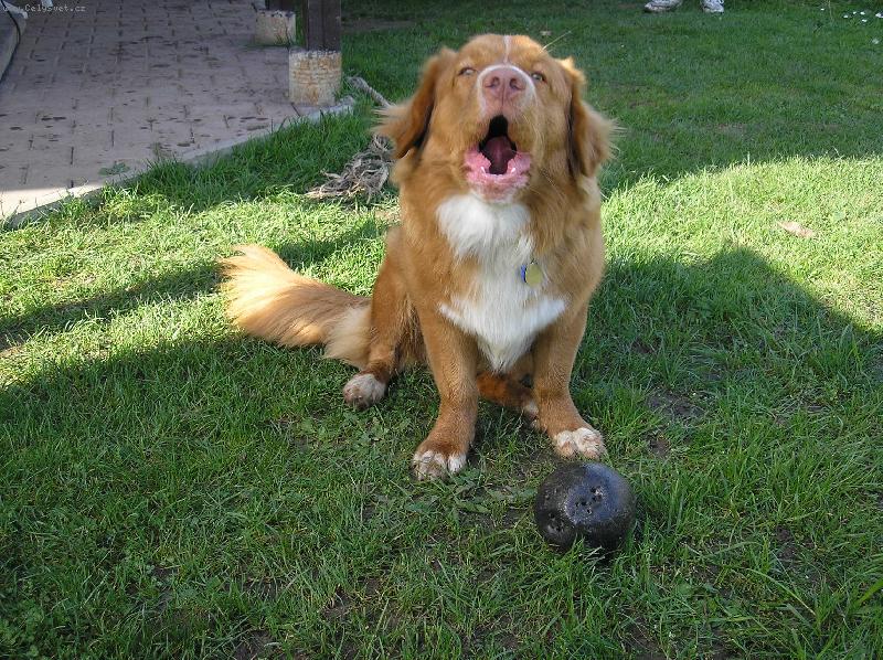 Foto: Že já tě vyštěkám