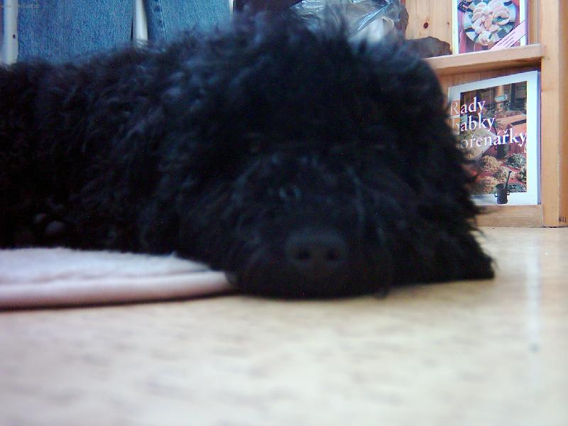 Foto: taková šmouha no to přeci nejsu jáá-tak se divil naš mates když se viděl