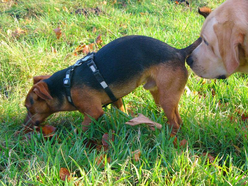 Foto: Kluk nebo holka ?-Iggy zjišťuje jaké pohlaví je jeho kamarád Žížala