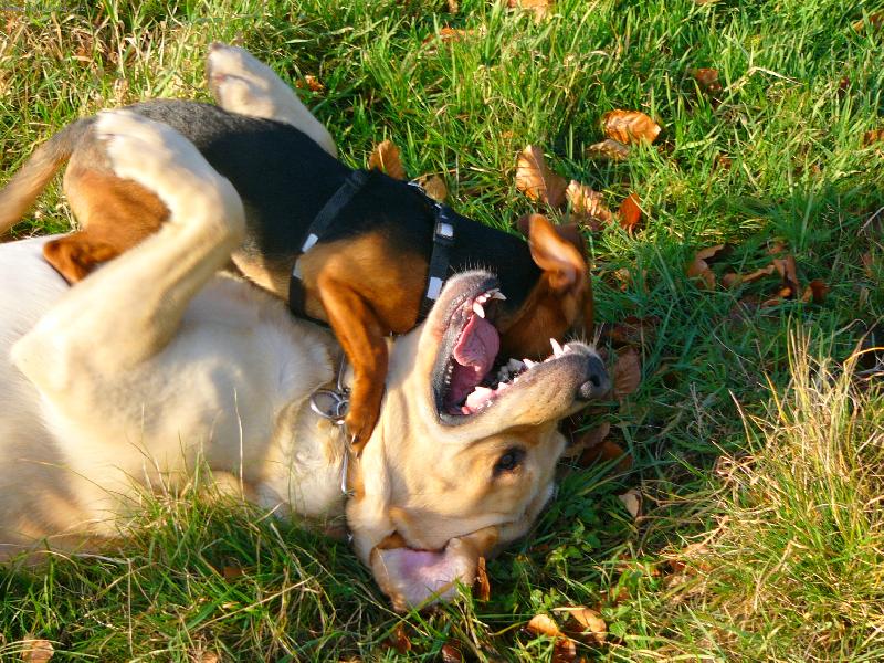 Foto: pomóóc, malej rdousí velkýho