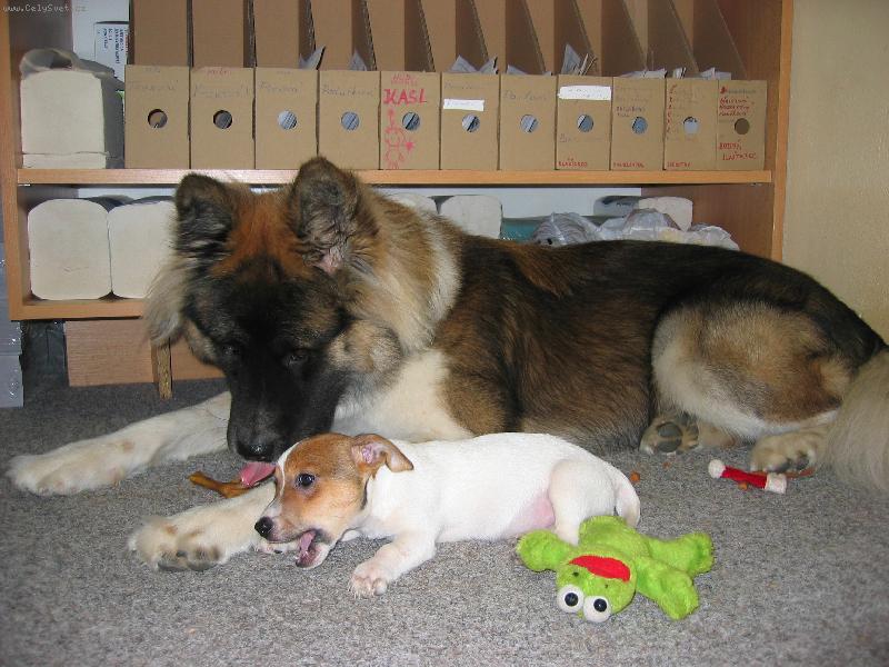 Foto: Ve dvou se to lépe táhne.