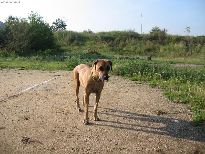 Foto: Už zase jdeme??????-Náš pes Dita.