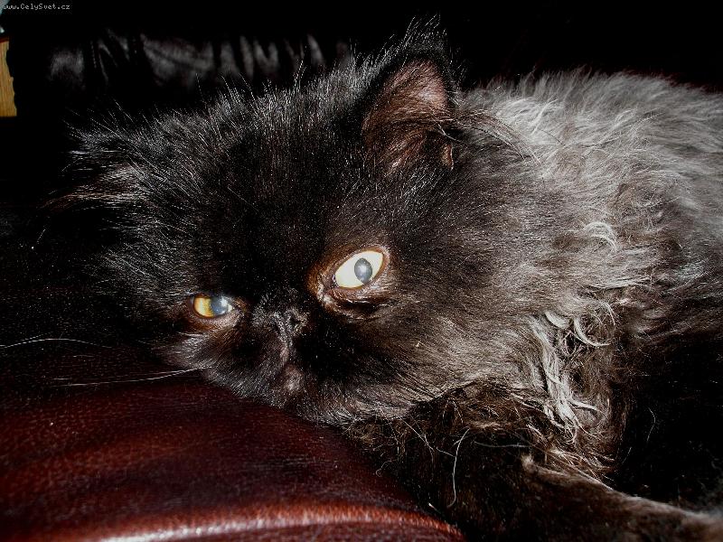 Foto: kočičí poloha číslo 1-Kapuccino je správný Ital, nepřetržitě se nakažlivě válí se