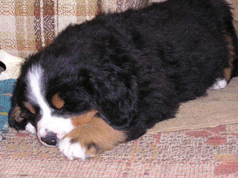 Foto: Když štěňátko spinká