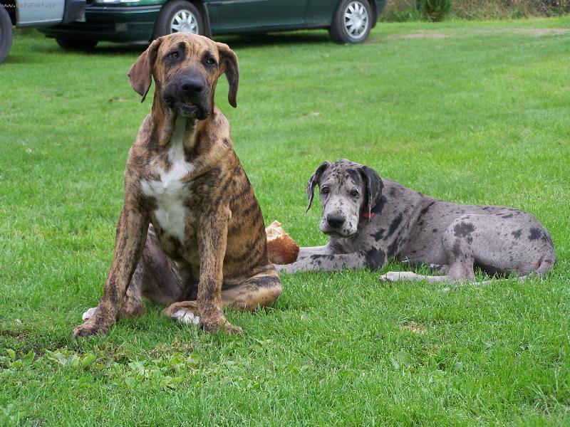 Foto: Německá doga a Brazilský fila-IGOR A FIDEL