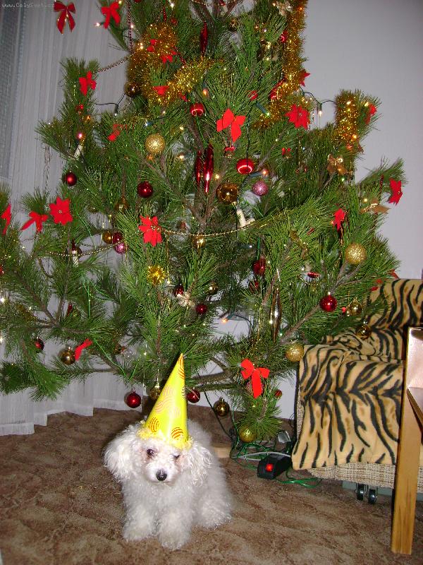 Foto: Jessika oslavuje Silvestra-takhle naše Jessika oslavuje silvestra