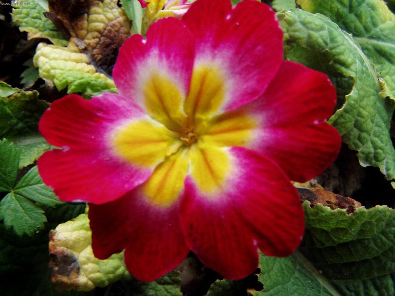 Foto: můj petrklíč