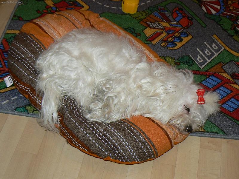 Foto: Vianočná únava