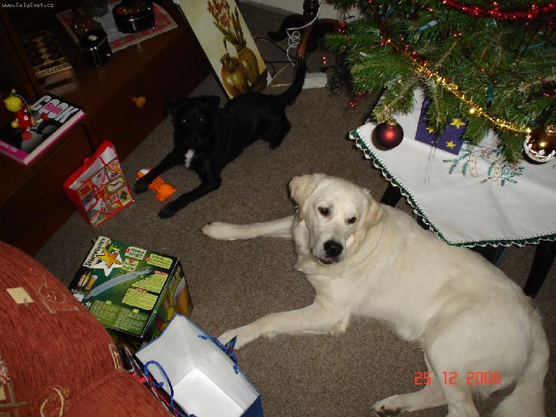 Foto: Bastienek-naše nej vánoční dárečky - Bastien a Benny