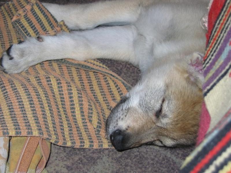 Foto: unavená Fína