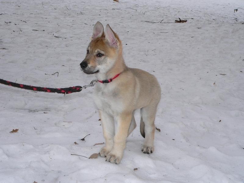 Foto: Afinka na procházce