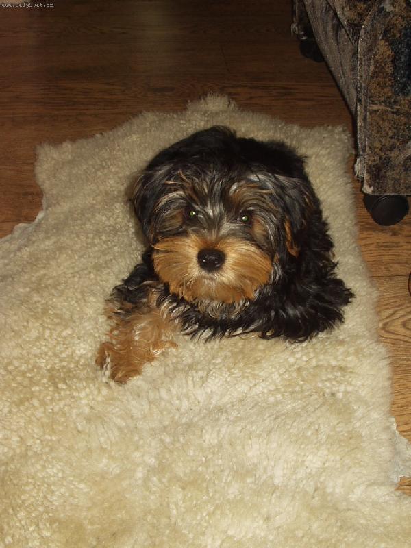 Foto: Náš "malinký" chlupáček