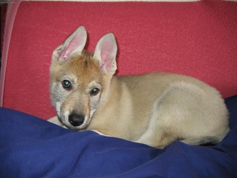 Foto: Afaia Testamonium diaboli