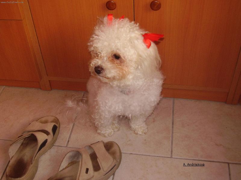 Foto: Nelinka-Nachystaná na oslavu