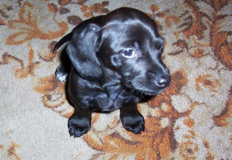 Foto: Dáte mi něco dobrého-prosící jezevčík