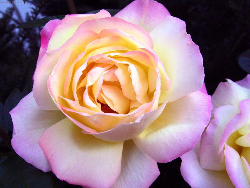 Foto: Vzpomínka na léto