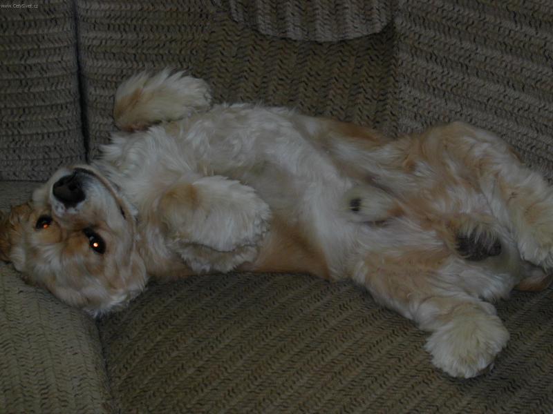 Foto: Američan ALF-Podrbeš mě?