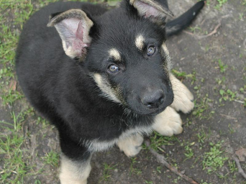 Foto: Caesar-Tak dostanu už ten pamlsek???