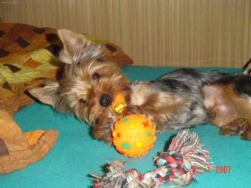 Foto: Monty-Všechny hračky sním