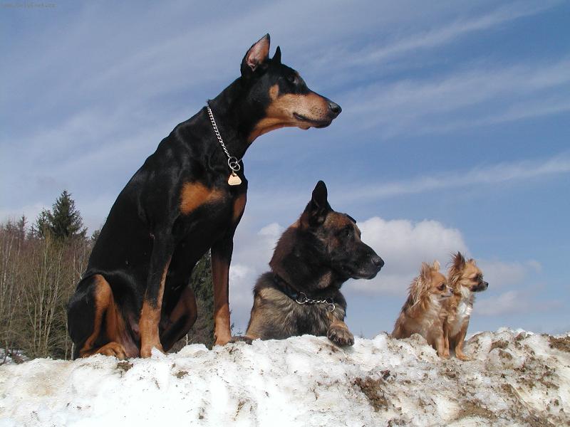 Foto: Mirčina smečka