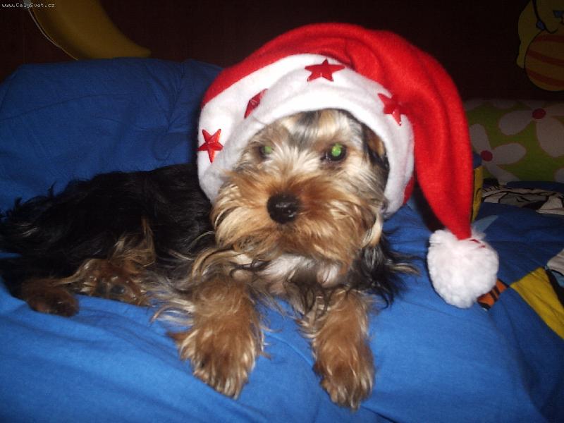 Foto: Danny-5 měsíců