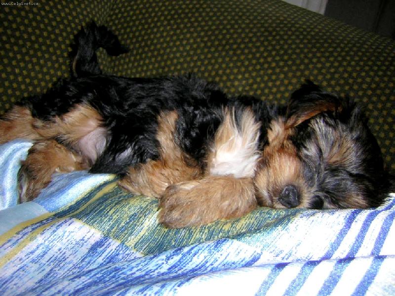 Foto: Psí miminko-Spící andílek