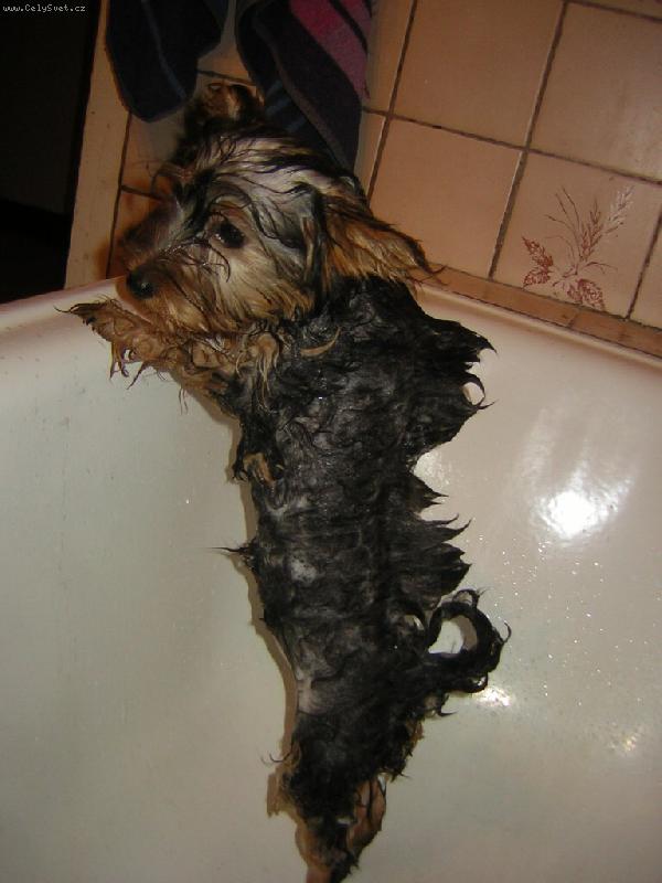 Foto: Dikobraz-Mnoho podob má divá kůže