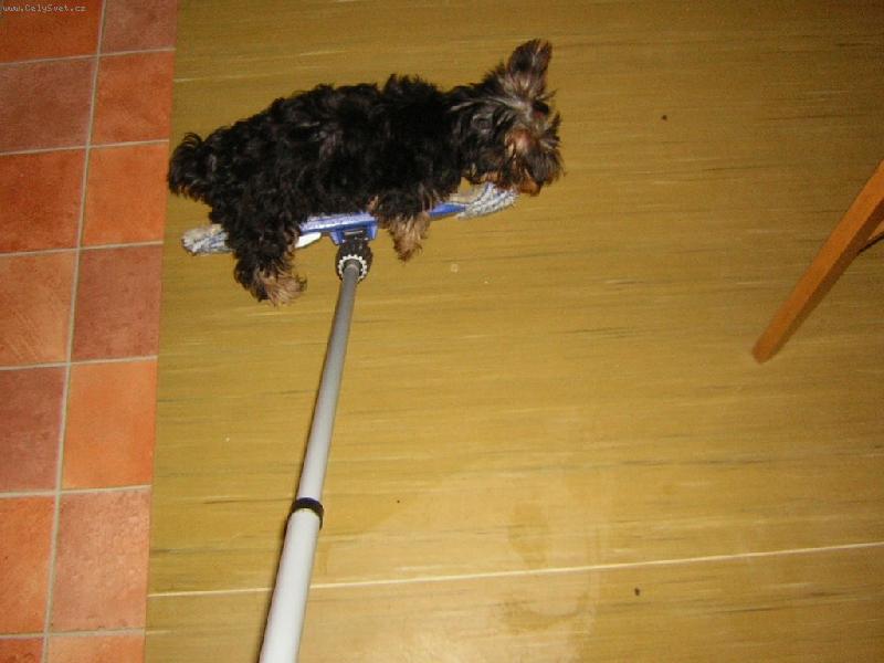 Foto: Psisko surfující na mopu-Jsem superhrinka