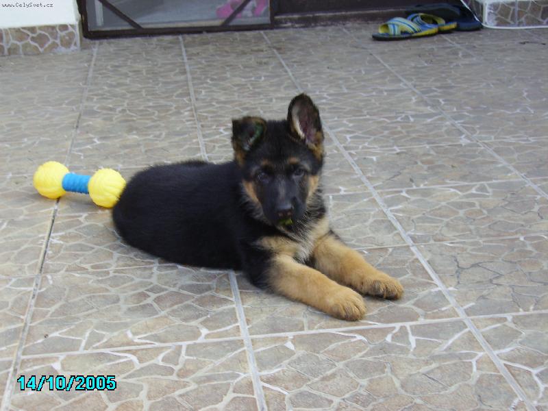 Foto: Ahoj jmenuji se Jack a je mi 6 týdnů.