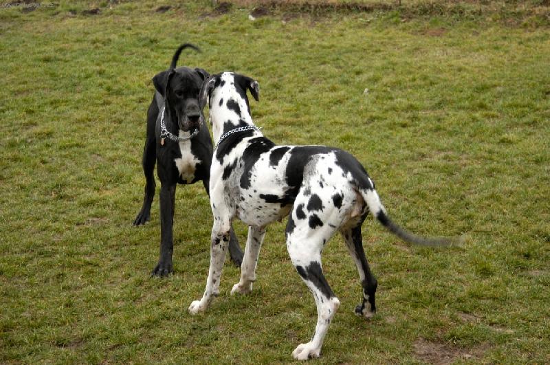 Foto: Pojď si hrát-Chieeta & Chuck