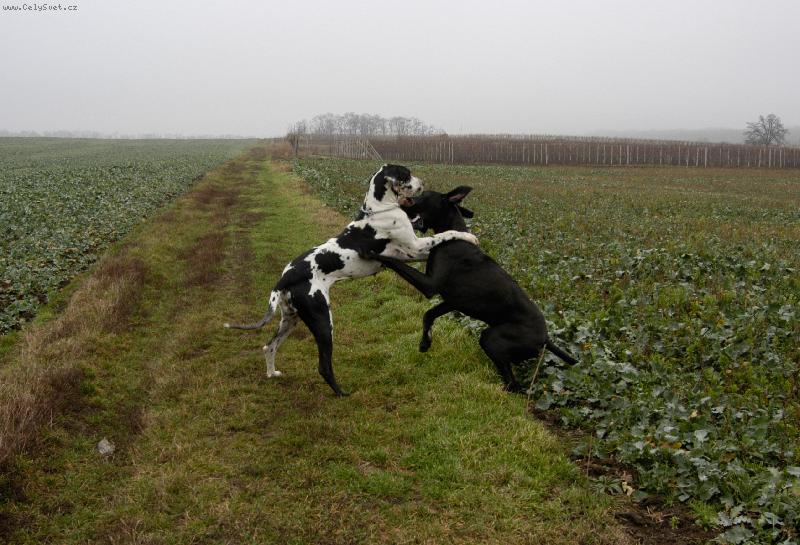 Foto: Dvě dogy při hře-Chieeta a Bastien