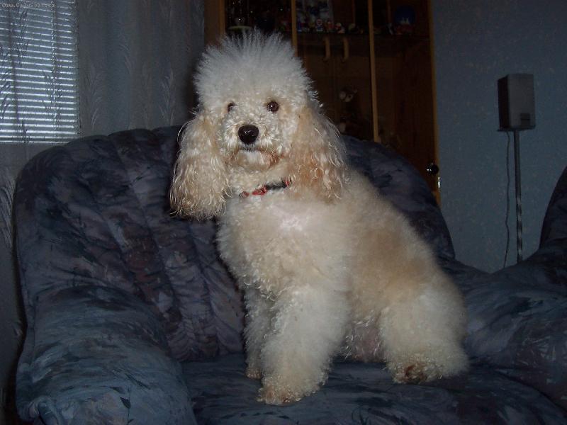 Foto: Pudlík Dixinka-Modelka