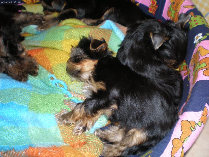 Foto: Malé Sárinky-...to je život!