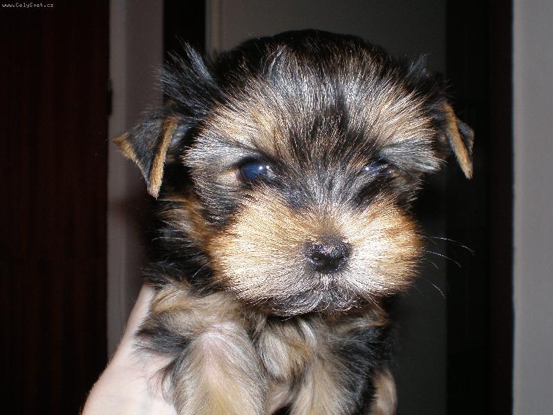 Foto: Malé Sárinky-...dáte mi pusu?