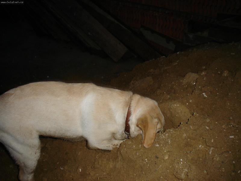 Foto: Hrabu, hrabu, ještě kousek a pro dnešek jsem hotový