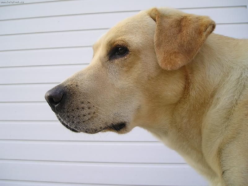 Foto: Portrét-vzácná chvilka, kdy je náš pes v klidu :o)