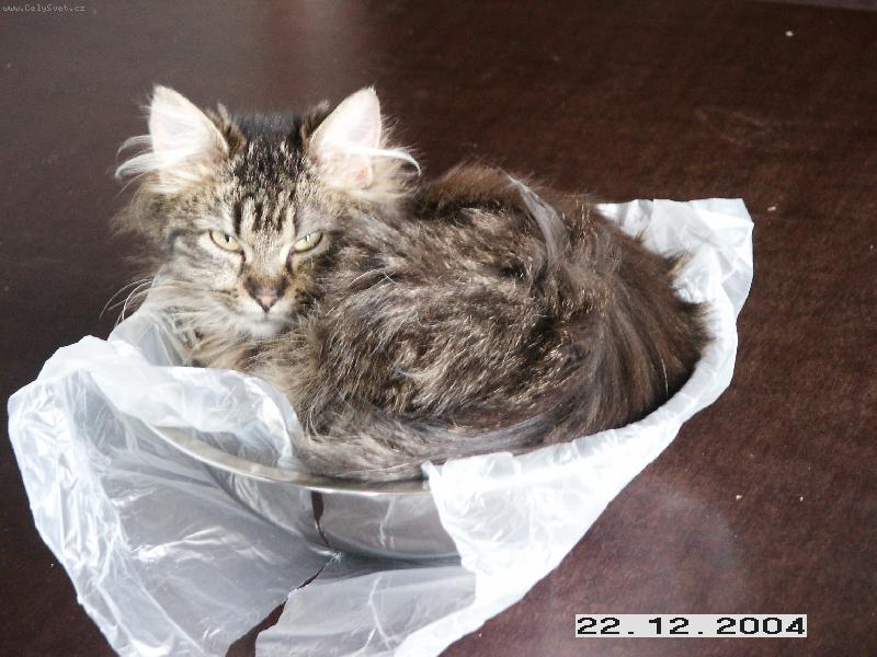 Foto: Nas... kočka